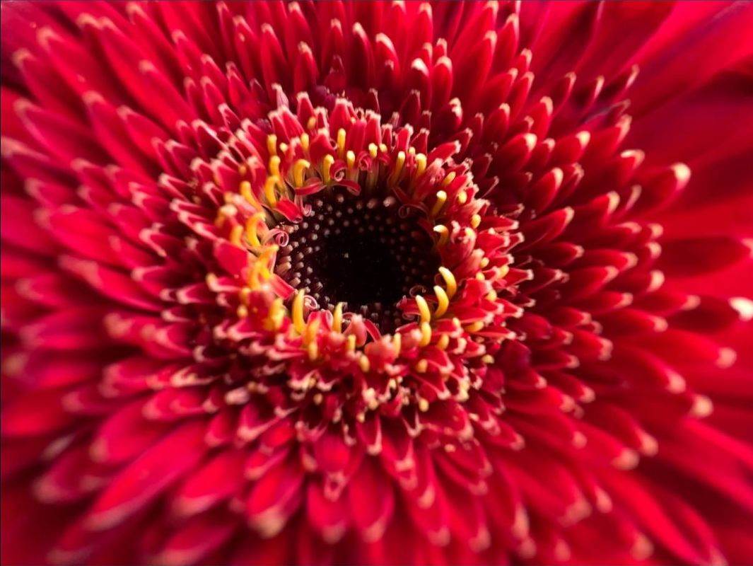 Apple iPhone fotografije (10).jpg