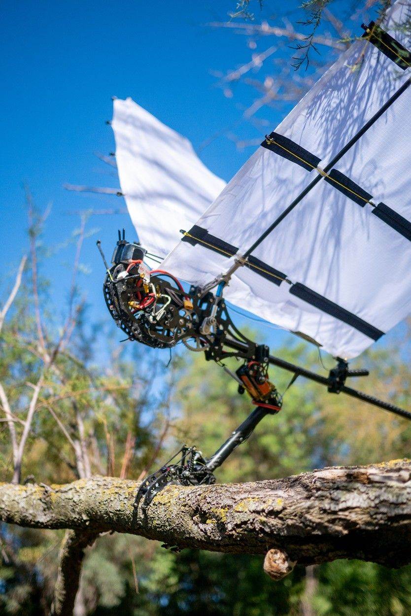 Ornitopter robot ptica (9).jpg