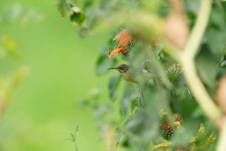 Sony Alpha 9 III (5).jpg