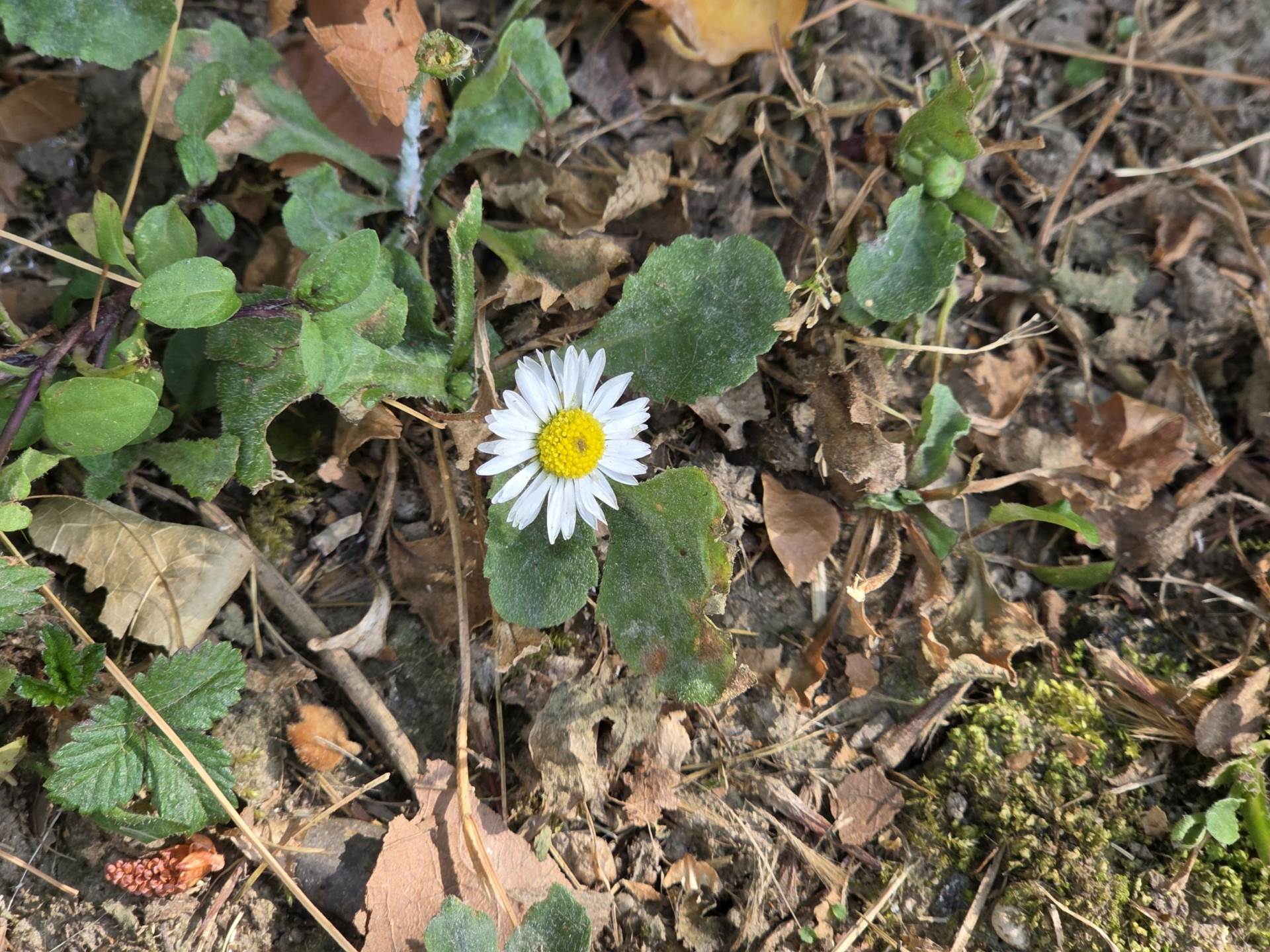 Fotografirano sa Samsung Galaxy S25+ (8).jpg