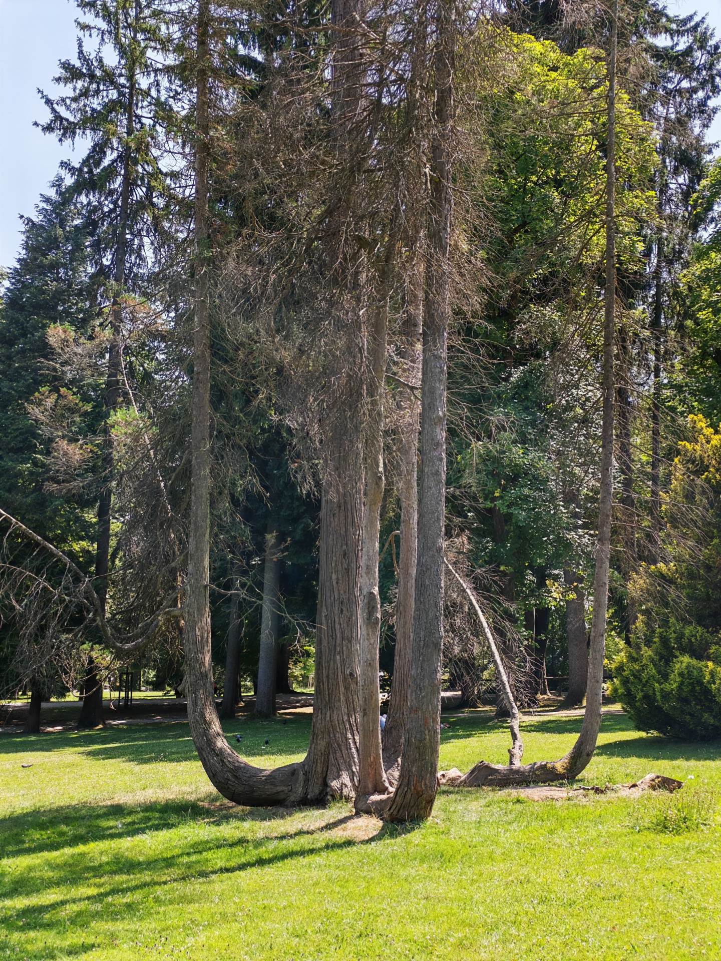 Fotografirano s Honor 400 Pro (14).jpg