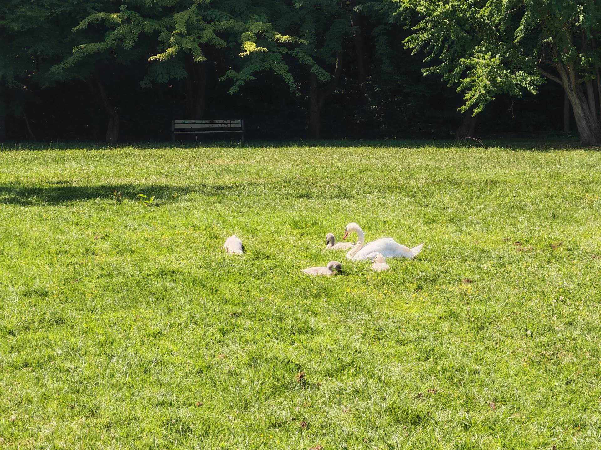 Fotografirano s Honor 400 Pro (22).jpg