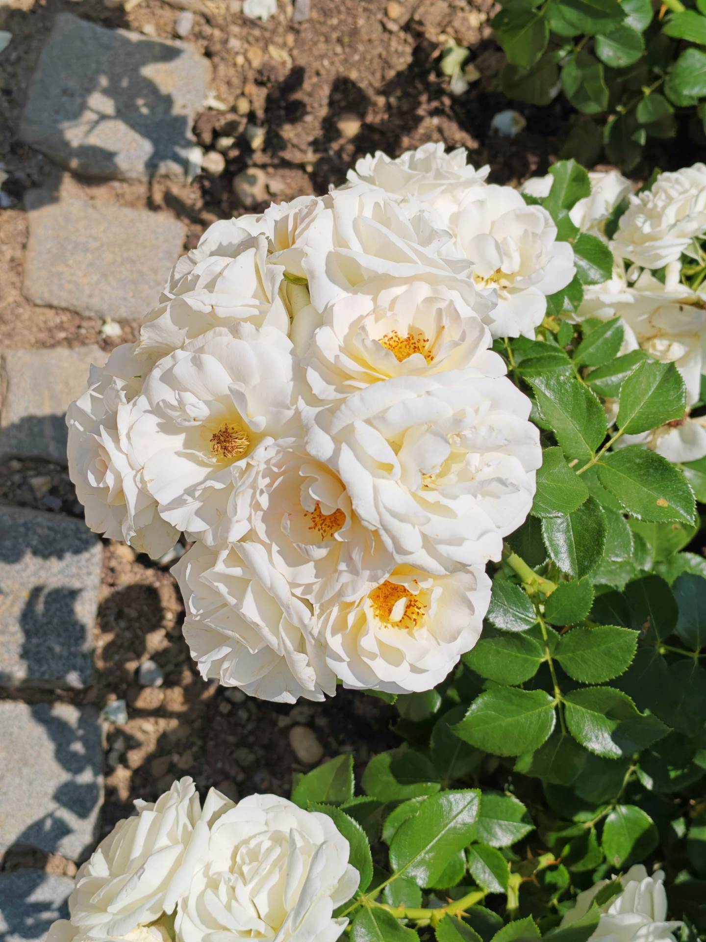 Fotografirano s Honor 400 Pro (6).jpg