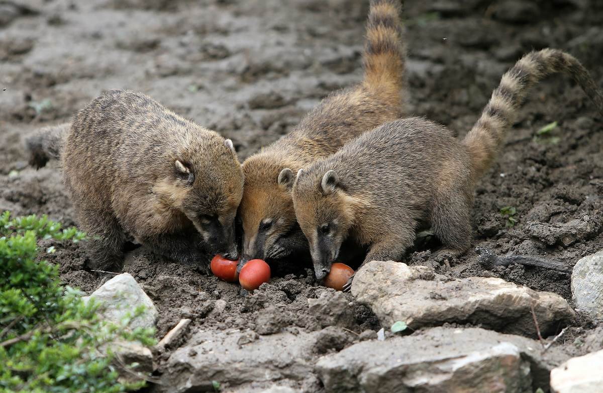 Program za Uskrs u Zoološkom vrtu Grada Zagreba 
