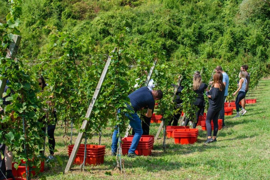 06_In Shape berba.jpg