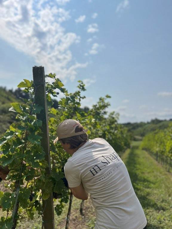 07_In Shape berba.jpg