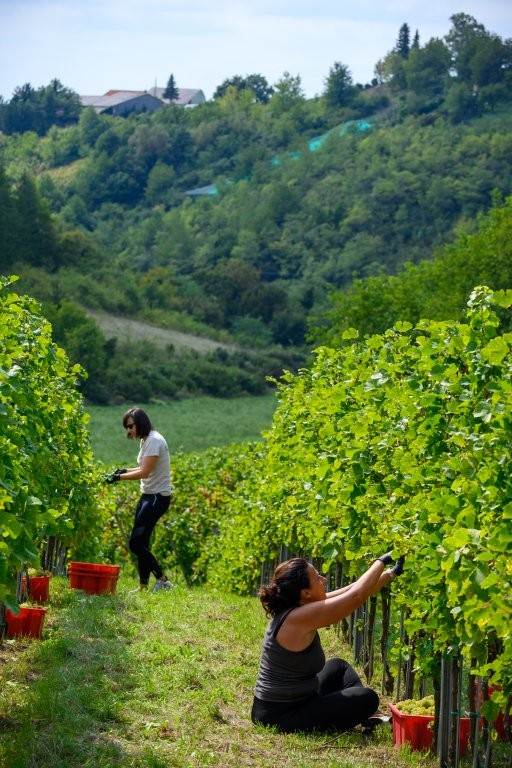 08_In Shape berba.jpg