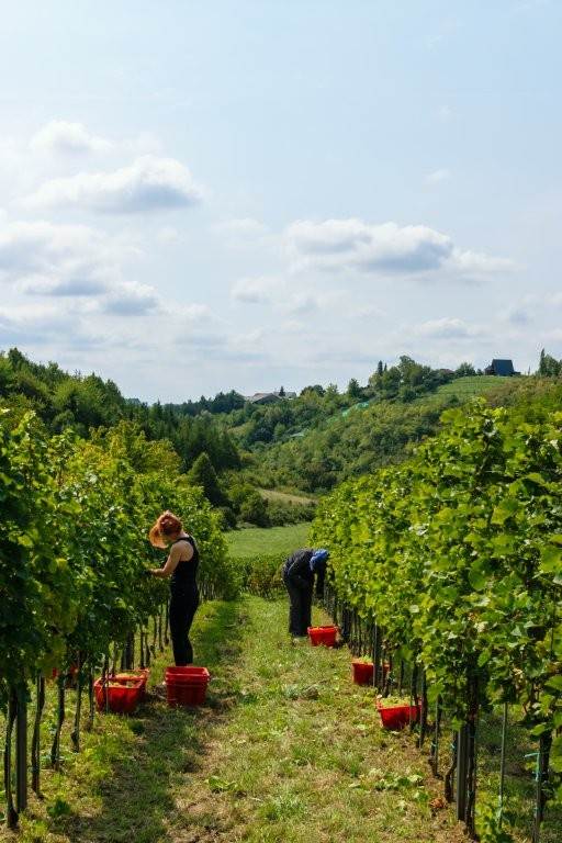 13_In Shape berba.jpg