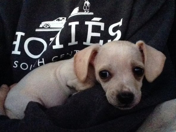 Miley Cyrus: "Kujica Bean je vratila sunce u moj život"