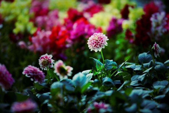 Bogati program najveće cvjetne izložbe u regiji