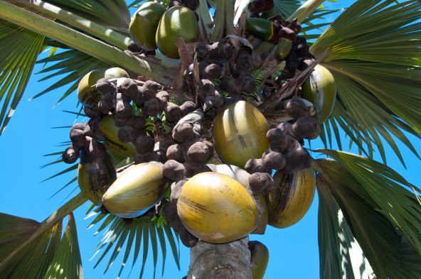 OSVOJI put na Sejšele