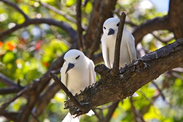 OSVOJI put na Sejšele