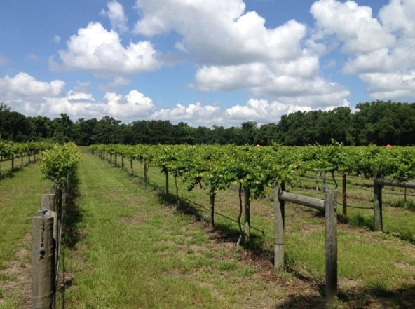 Zabranjeno objavljivanje fotografija s vjenčanja, a razlog je bizaran