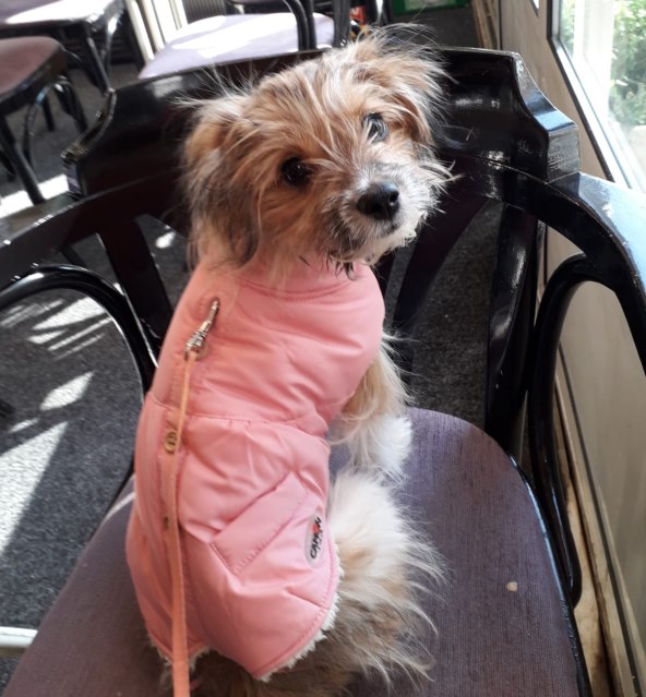 'Priznajem, često usklađujem svoj i outfit svog psa'