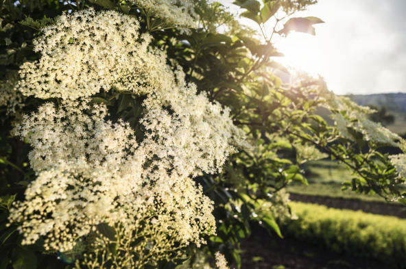 90 godina tradicije biljnih bombona