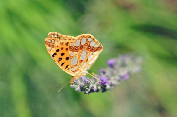 Domaći pjevač nikad emotivnije: 'Oči su mi bile stalno suzne'