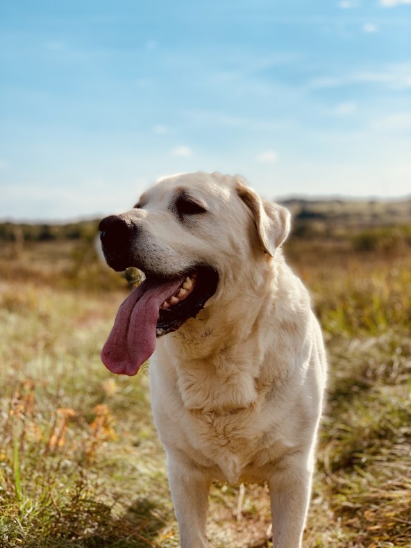 Domaći pjevač nikad emotivnije: 'Oči su mi bile stalno suzne'