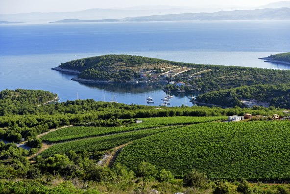 Ekološka markica kao dokaz predanog rada vinara