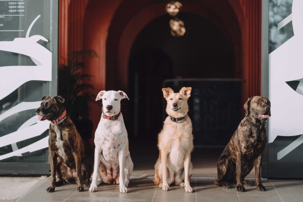 I psi zaslužuju luksuz!