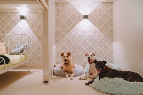 I psi zaslužuju luksuz!