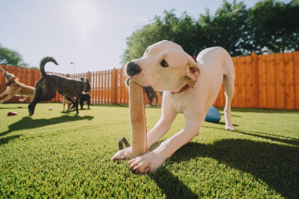 I psi zaslužuju luksuz!