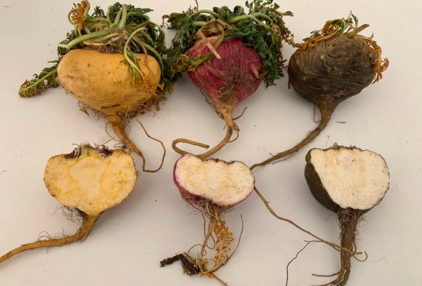 Tri vrste korijena mace