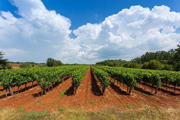 Moderna istarska vinarija koja se maknula od tradicionalne proizvodnje