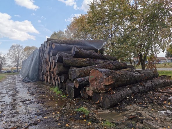 Umjetna kiša vlaži trupce
