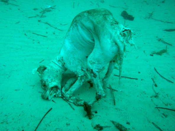 Art Ecology - Art for the Oceans od 21. listopada u Zagrebu