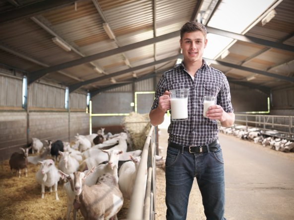 Imunitet i kozje mlijeko