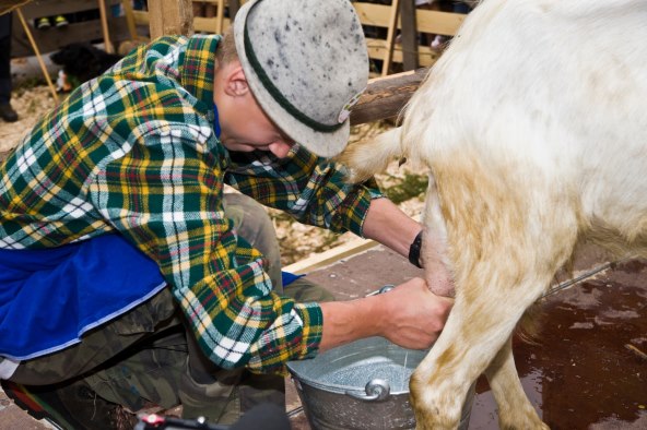 Imunitet i kozje mlijeko