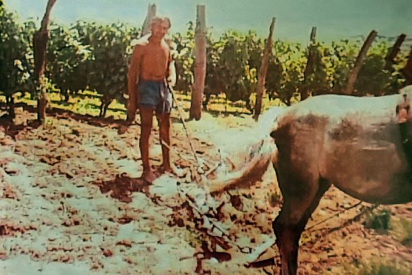 Biografija o Ivanu Enjingiju, jednom od najvećih hrvatskih vinara