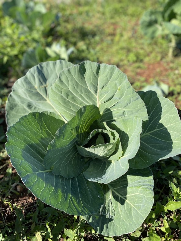 Raštika se smatra superhranom