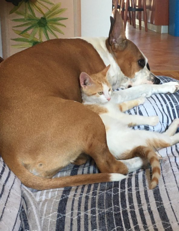 Jelena Katarina Kapa nam priča o mezimici: 'Zbog nje se i porječkam'