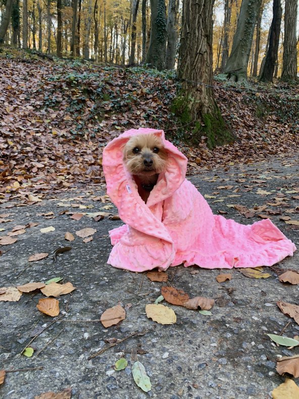 Znamo gdje možete nabaviti najmekše i najslađe jastučiće za vaše ljubimce