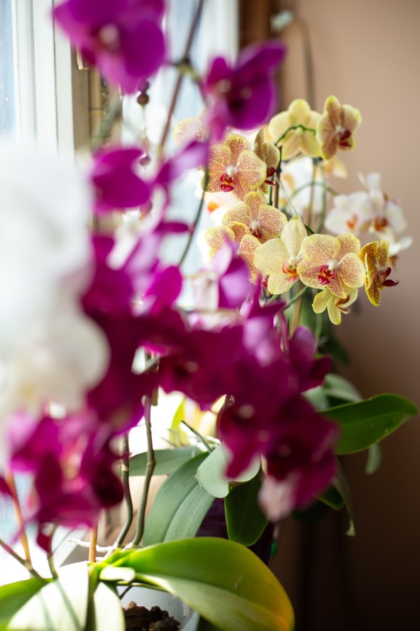 MACAN I NJEGOVE ORHIDEJE 'Moje mezimice ne vole propuh, nježan sam s njima'