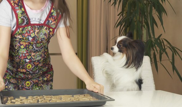 slastice za kucne ljubimce recept