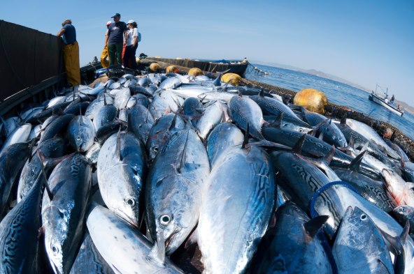 pet namirnica koje su stetne za nas planet 