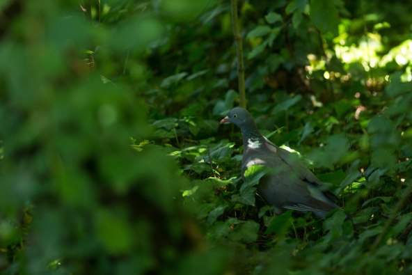 OAZA USRED VELEGRADA Prošetali smo zadnjim ostatkom divljine u Zagrebu!  