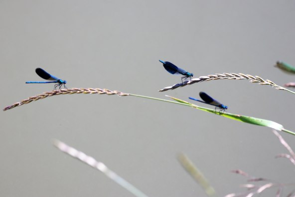  Budite prirodno Frajerice i Frajeri i reciklirajte!