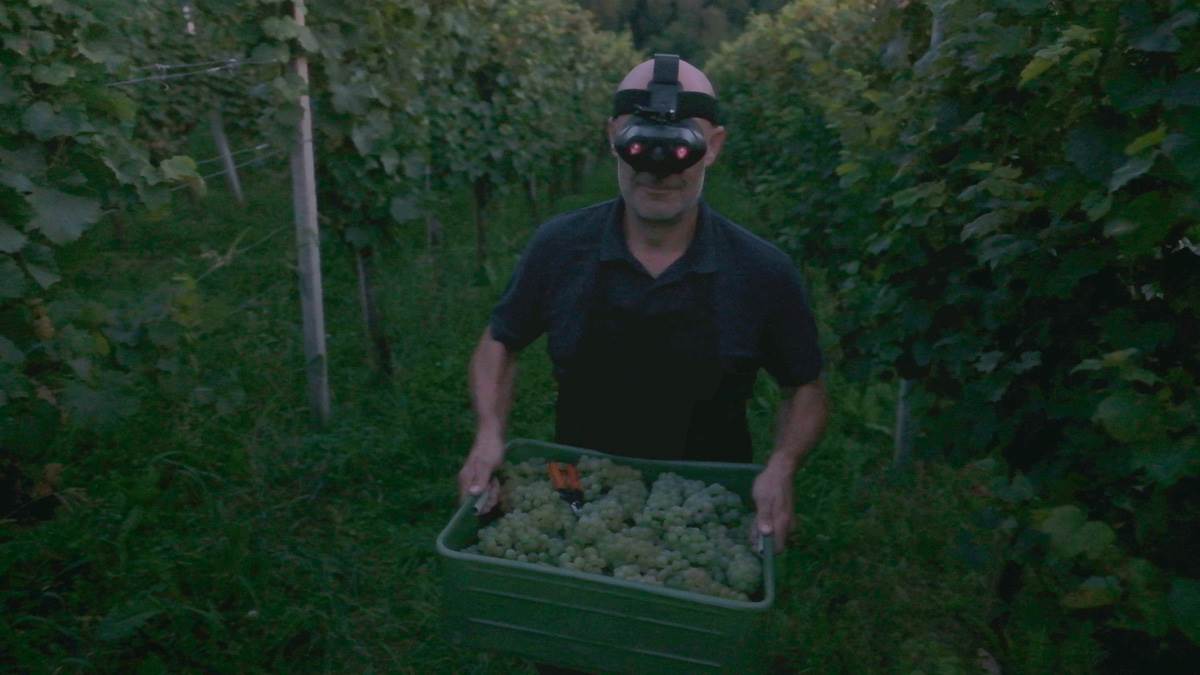 04_night_harvest
