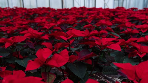 Božićne zvijezde na Zrinjevcu