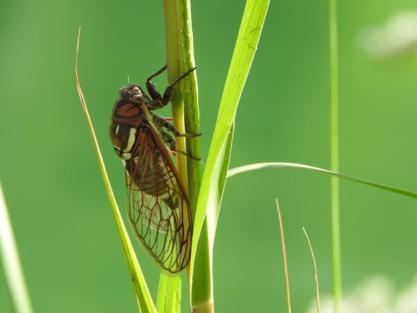 cikada
