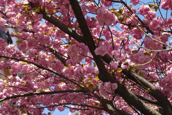 Procvjetale su trešnje u Šulekovoj ulici u Zagrebu