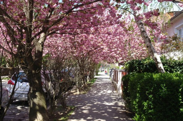 Procvjetale su trešnje u Šulekovoj ulici u Zagrebu