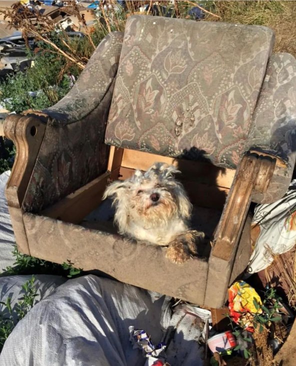 Jelena Karleuša spasila psa