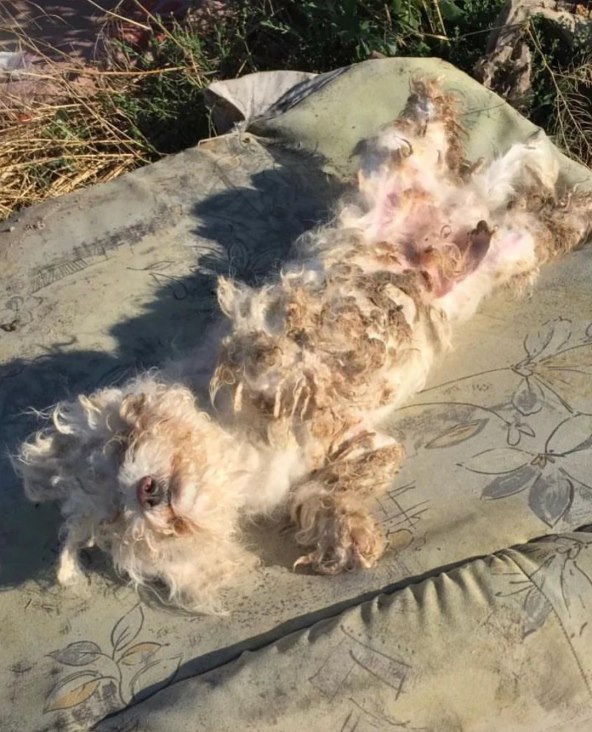 Jelena Karleuša spasila psa