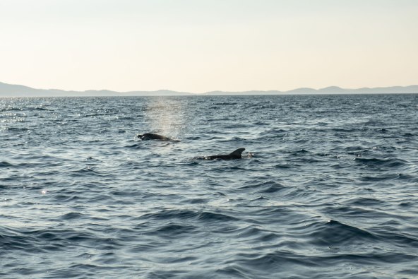 IGRA DUPINA KOD VELOG LOŠINJA.jpg