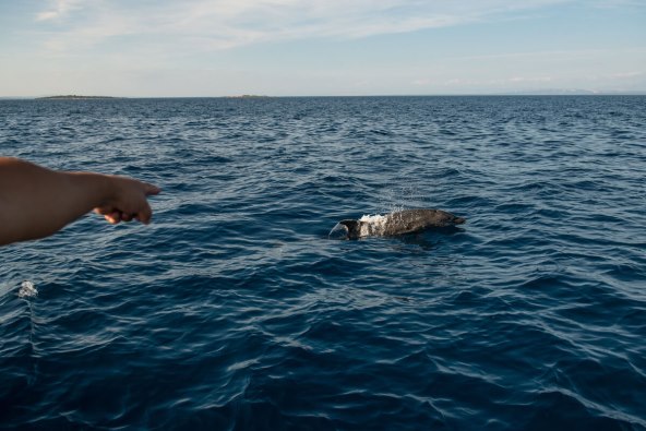 IGRA DOBRIH DUPINA KOD VELOG LOŠ.jpg