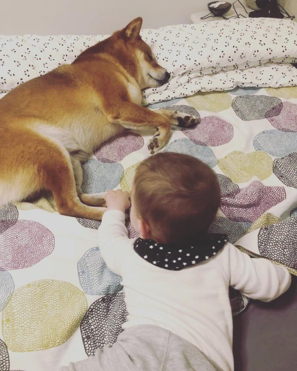 Pas Vedrana Ćorluke i Franke Batelić